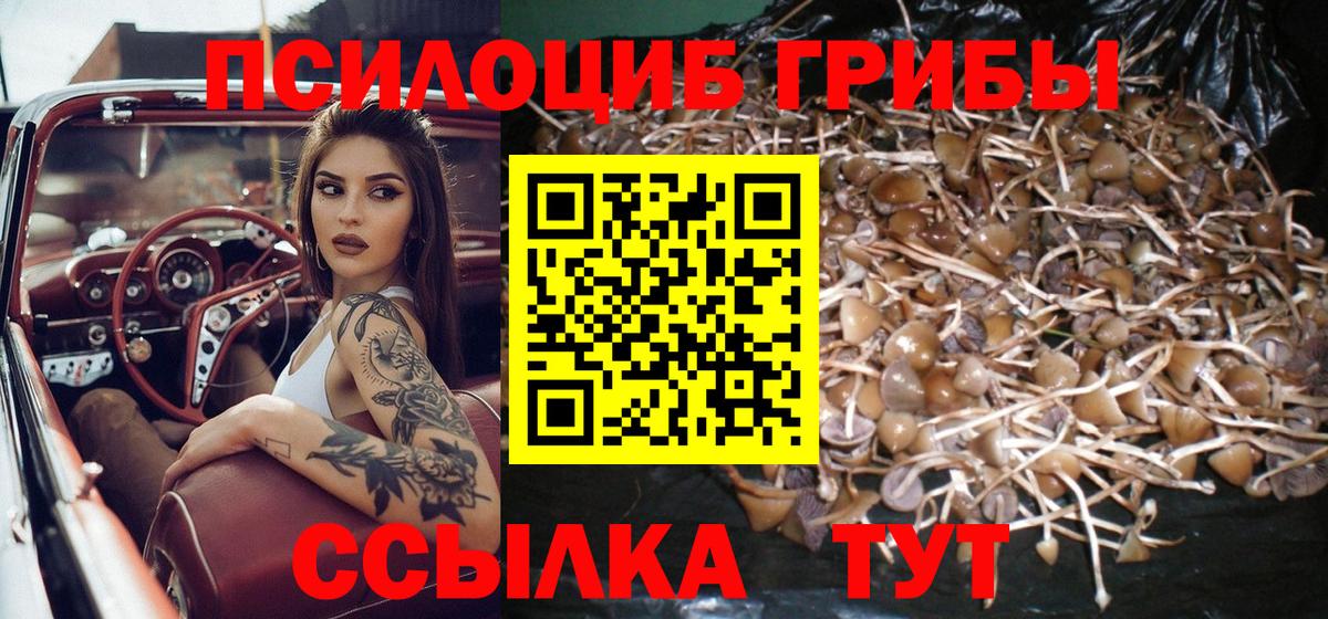 Галлюциногенные грибы Psilocybe Вологда